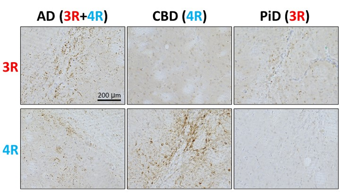 Isoform-specific, seed-dependent tau accumulation in tau-fibril-injected Tau 3R/4R mouse