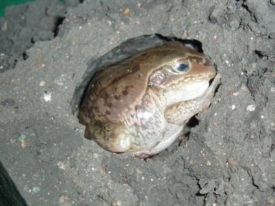 Burrowing Frog