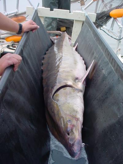 Atlantic Sturgeon  (2 of 2)