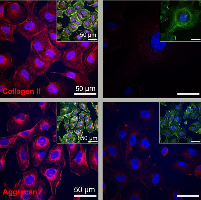 Protein components for regeneration