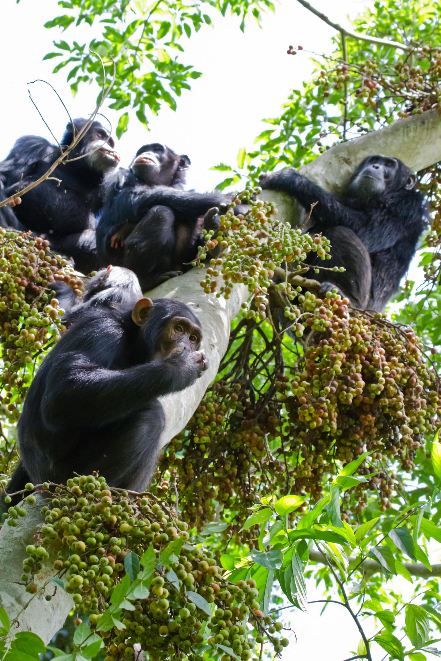 Female Chimps Stressed out by Competing Suitors