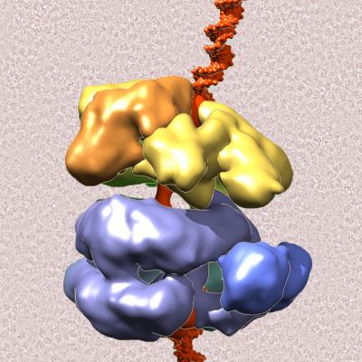 Protein Machinery Replicates DNA