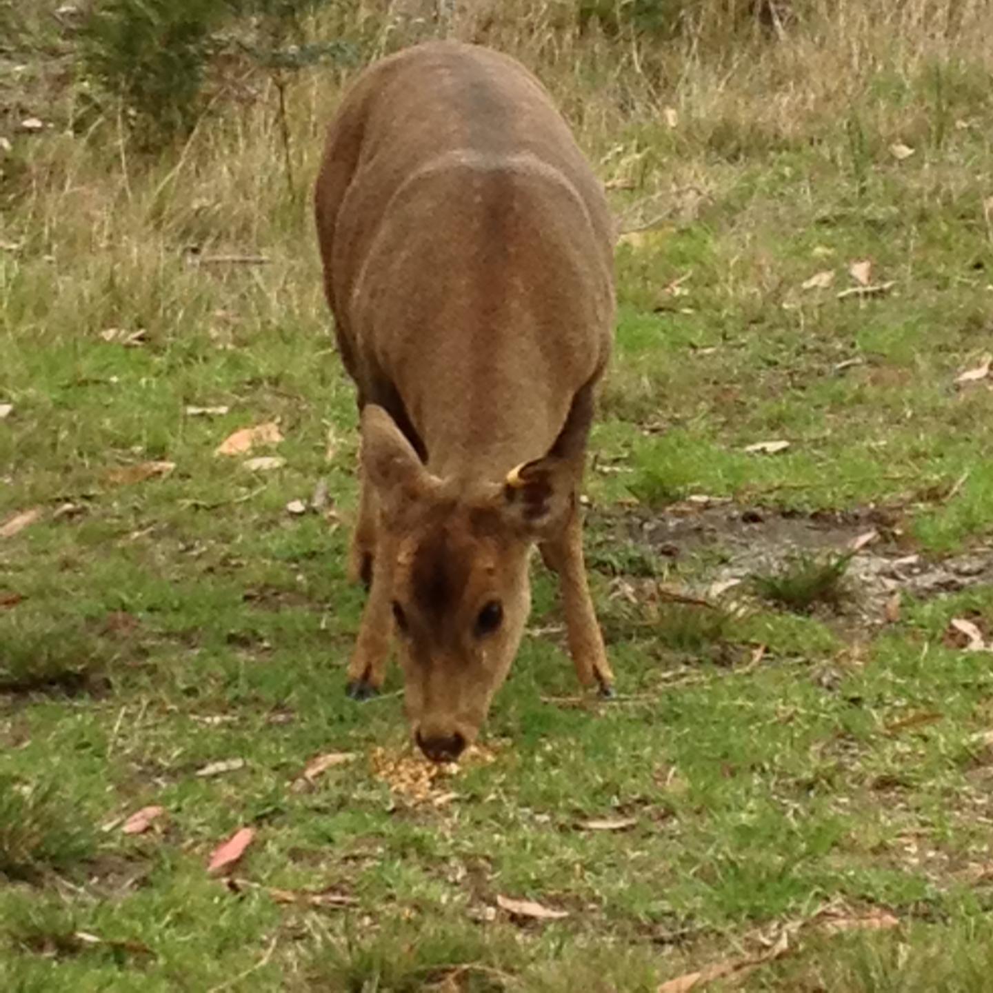 Hog Deer