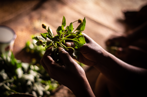 Wild edible plants