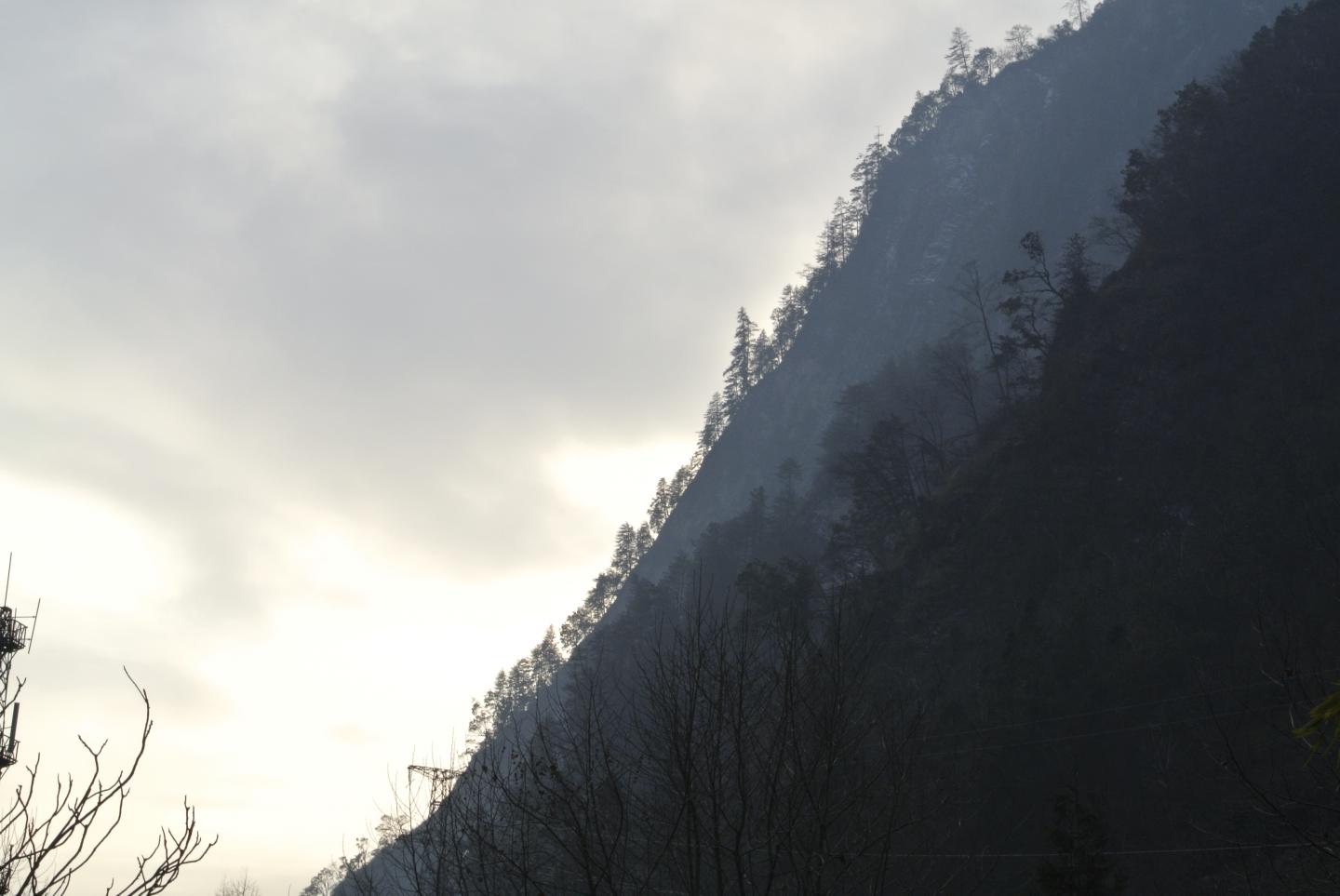 Wolong tree line