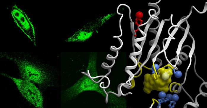 phosphor [IMAGE] | EurekAlert! Science News Releases