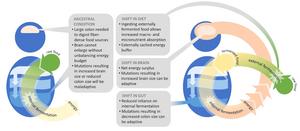 fermentation diagram