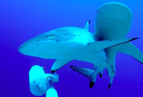 Reef Sharks