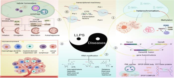 LLPS regulates cancer