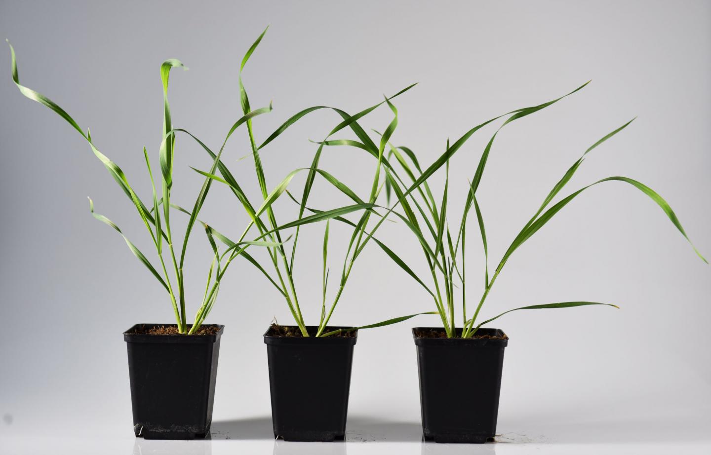 Wheat Plants Which Overexpress a Maize Methyltransferase Gene
