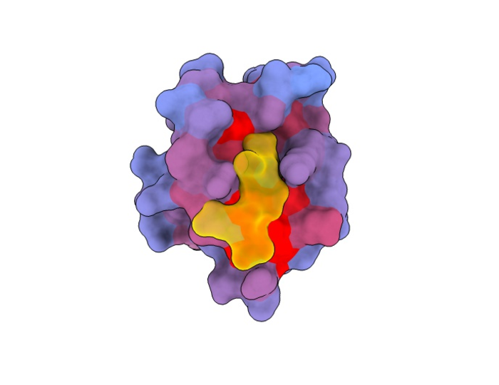 Allosteric and active sites of human protein PDZ3 (front)