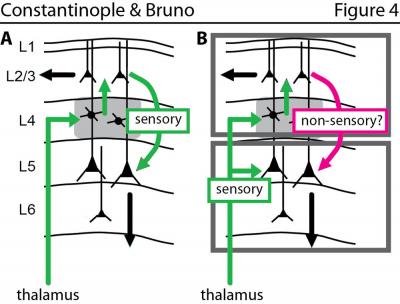 Old and New Views of the Cortex