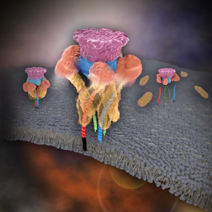 NSF Disassembly of Single SNARE Complex