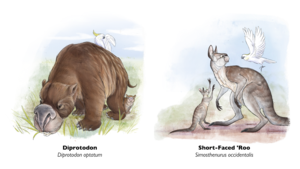 Diprotodon and the Short-Faced ‘Roo