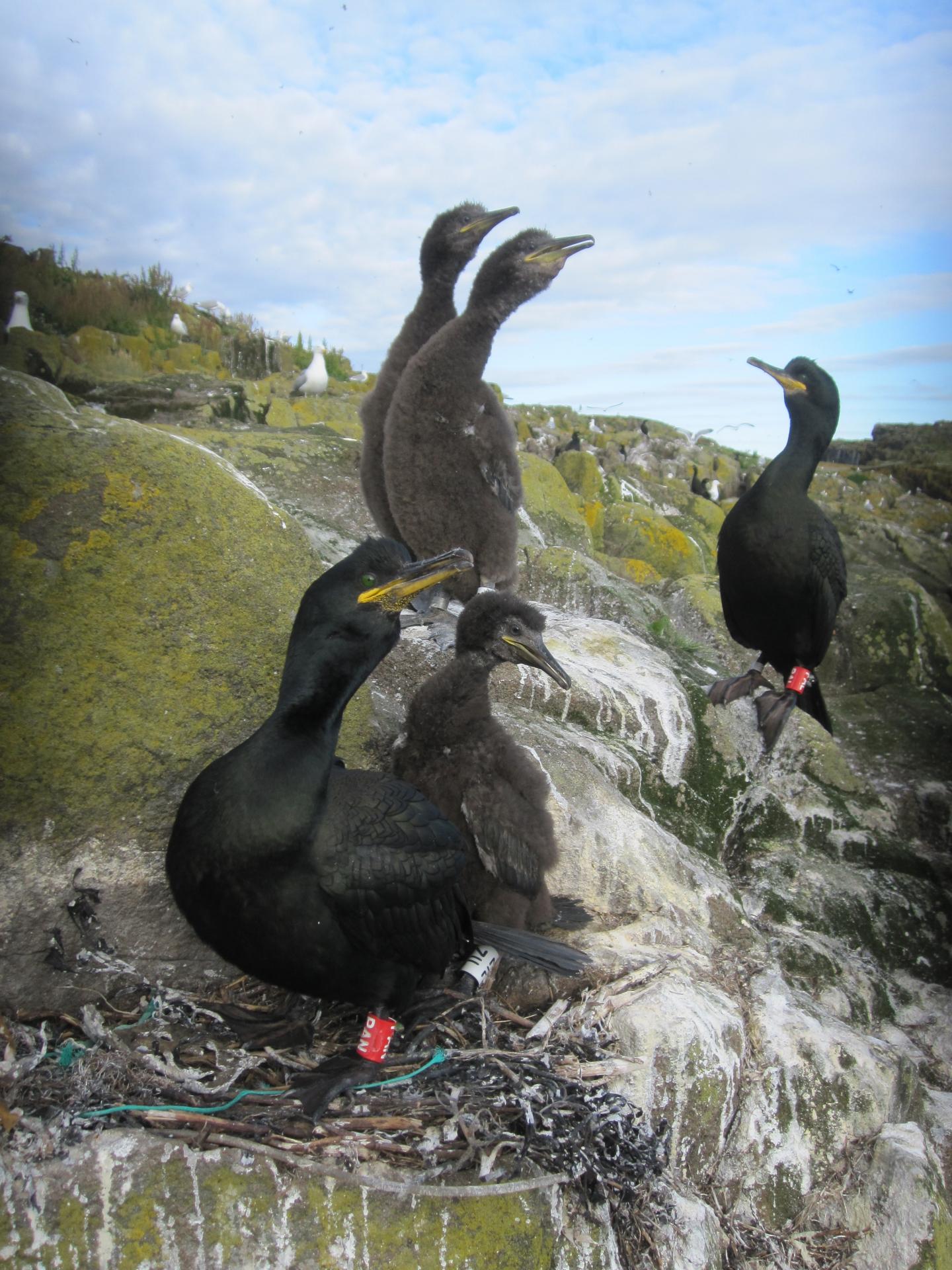 Shags on the Isle of May, Scotland (2 of 2)
