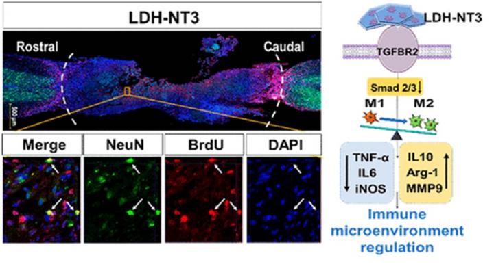 Nanobiomaterial boosts neuronal growth in mice