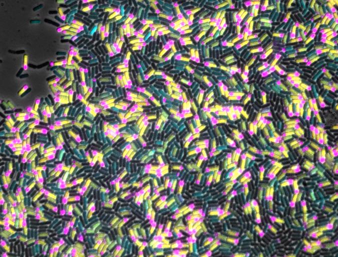 Population of Starving <i>Bacillus subtilis</i> Cells