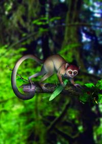 The Earliest Primate in its Habitat