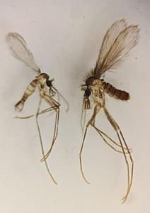 Lutzomyia longipalpis sandfly