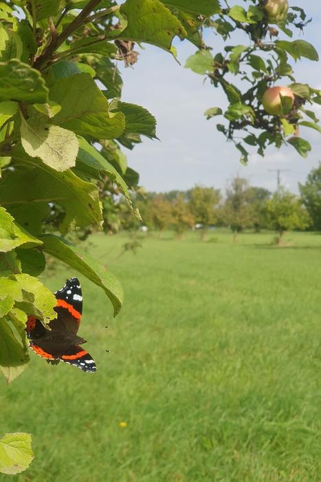 Red admiral butterfly in a meadow orchard in Germany