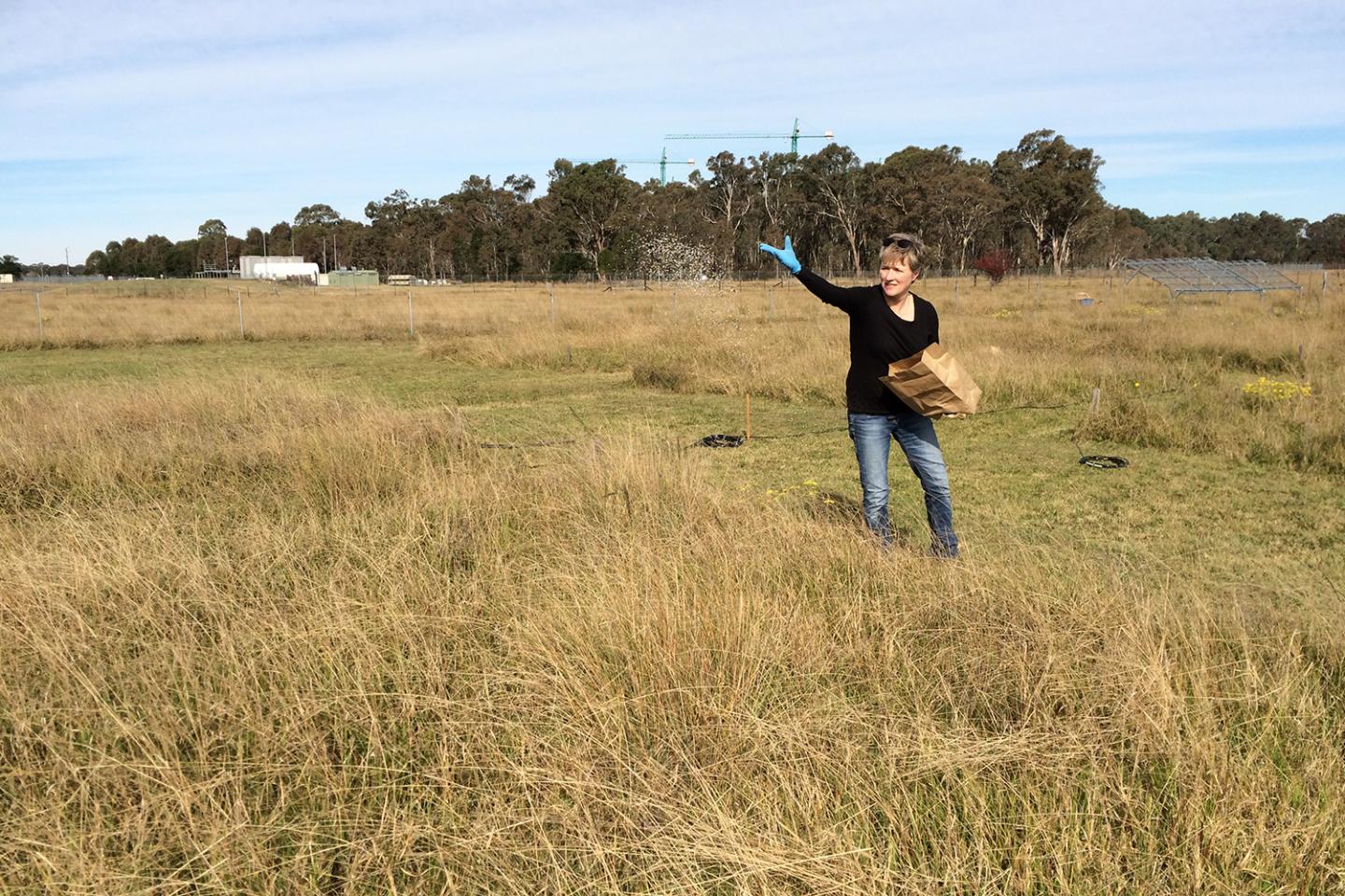 Scientist Fertilizing