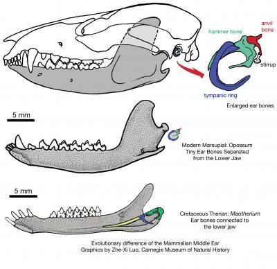 Maotherium asiaticus Ear Morphology