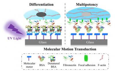 How Motor Molecules Affect Cell Differentiation