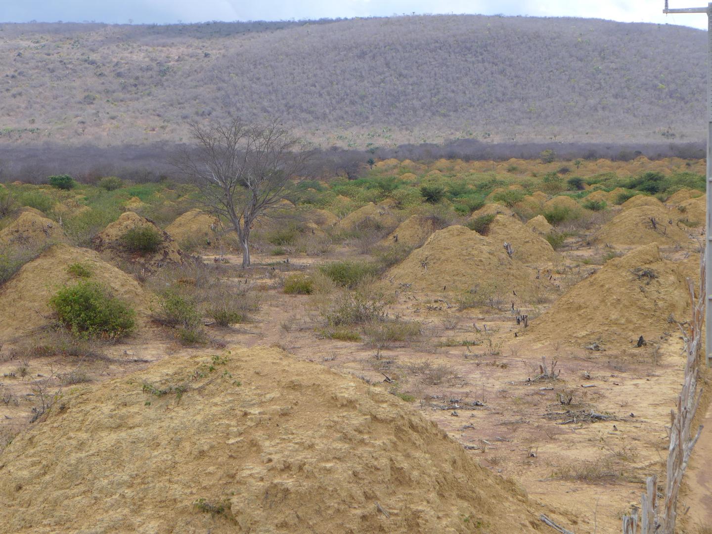 Termite Mounds (2 of 3)