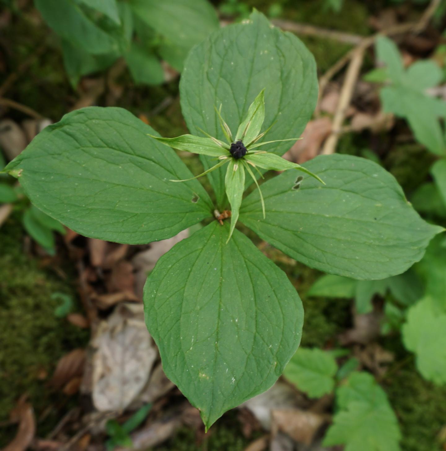 Paris quadrifolia