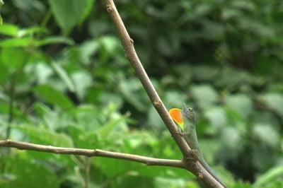 <I>Anolis grahami</i>