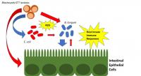 Interactions of <em>Blastocystis</em> with Gut Bacteria and the Effect on the Host