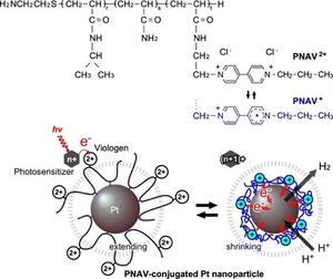 Photoinduced hydrogen generation system employing poly(NIPAAm-co-AAm-co-Viologen) (PNAV)