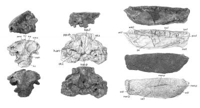 Specimen Images of <i>Holoptychius bergmanni</i>, Lobe-Finned Devonian Fish