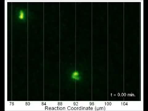 DNA Molecules in a Nanofluidic Staircase