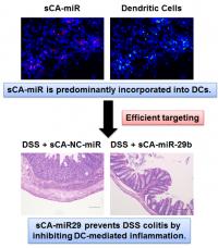 Efficient Targeting of DCs by sCA-miR