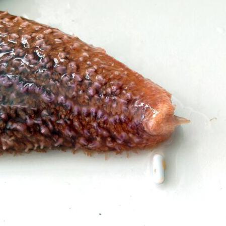 Starfish (3 of 3)