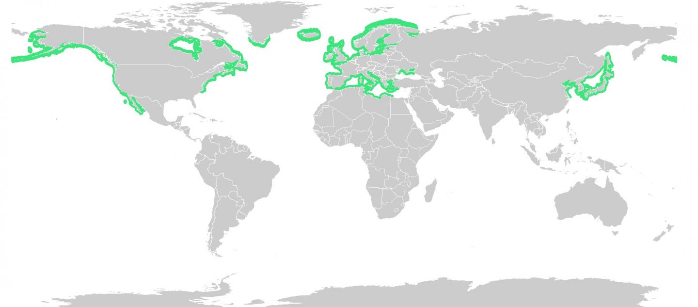Distribution of Sea Grass <I>Zostera marina</I>