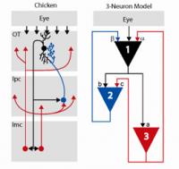A Chicken's Motion-Detection Microcircuit