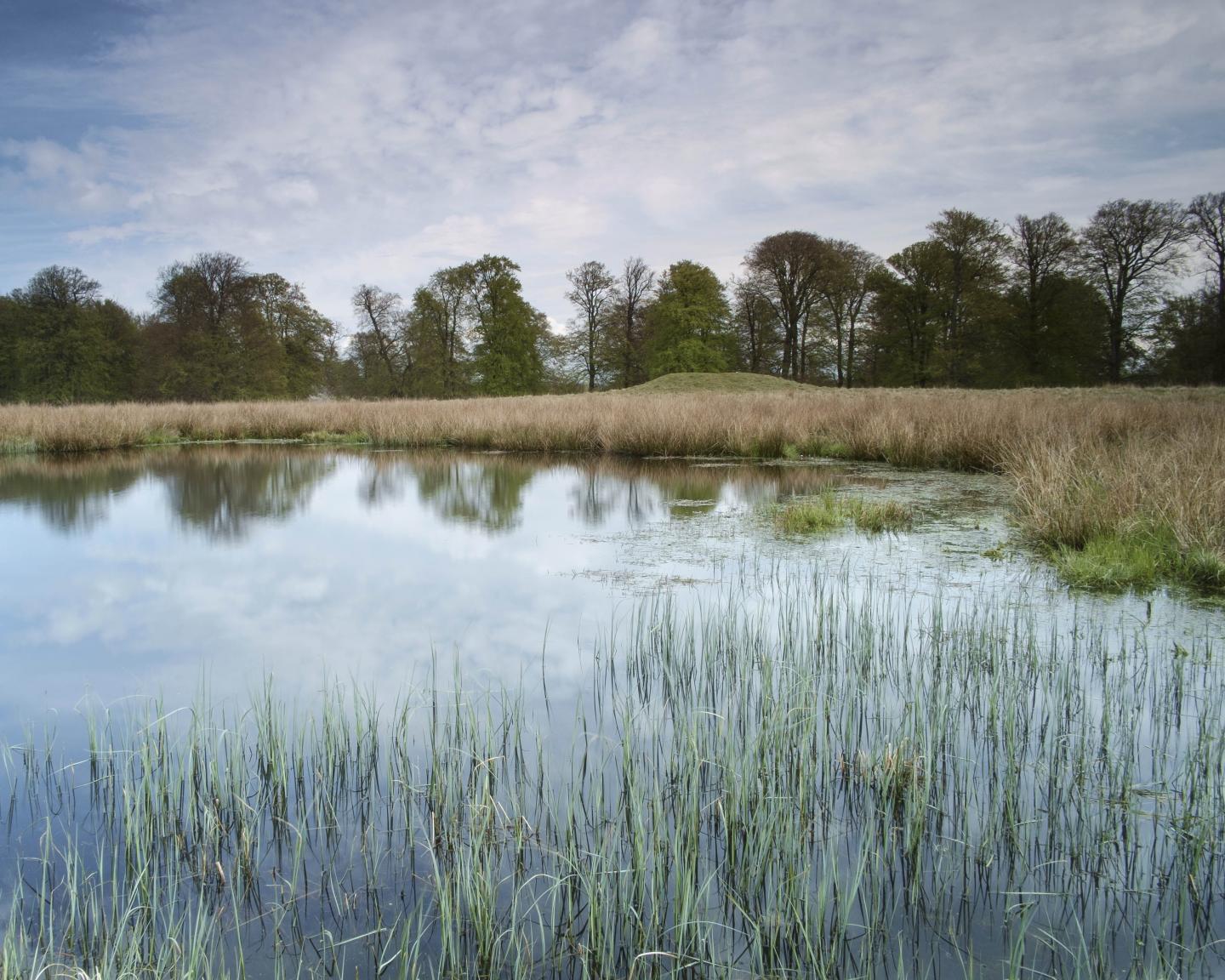 Many Aquatic Plant Species Have Developed Alternative Strategies to Find Carbon