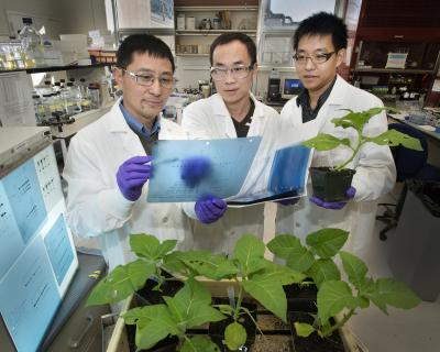 Chang-Jun Liu, Xuebin Zhang, and Mingyue Gou, DOE/Brookhaven National Laboratory