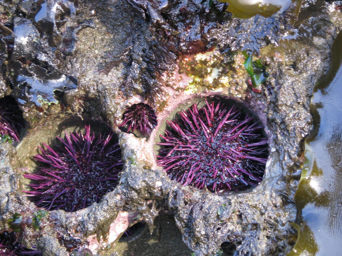 Sea Urchins Erode Rock Reefs, Excavate Pits For Themselves
