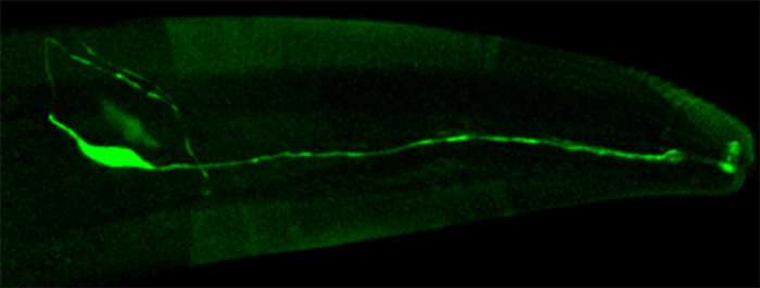 The neuron AWA