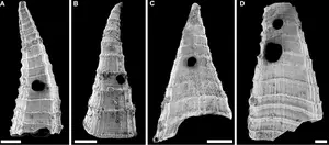 Lapworthella fasciculata shells