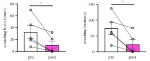 Scratching behaviour was reduced by the depletion of Grpr-expressing neurons in the medulla oblongata in rats.