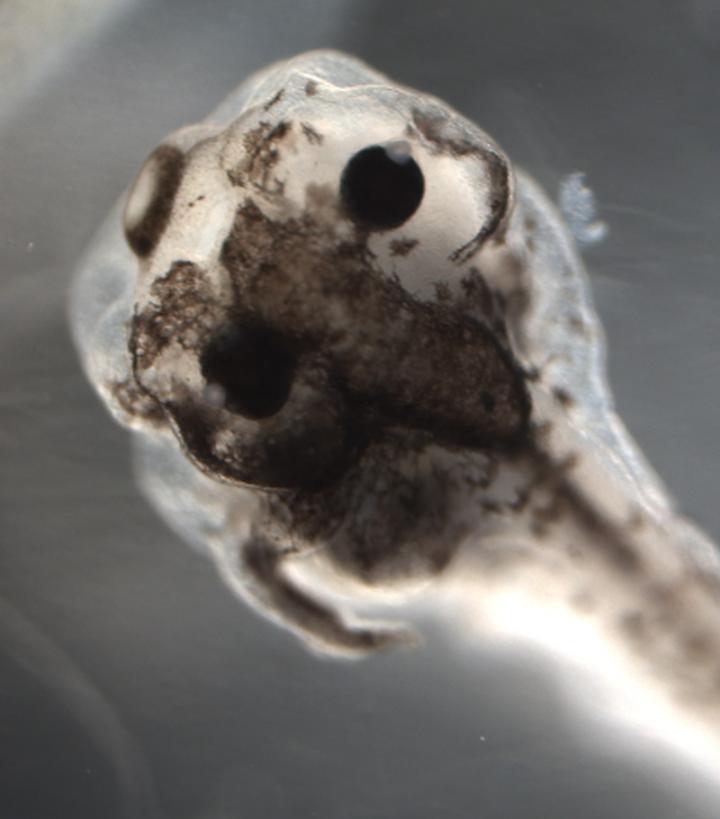 Treated Frog Embryo