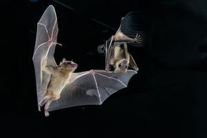 How nerve cells in bat brains respond to their environment and social interactions with other bats