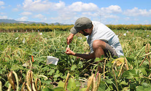 Cowpea field