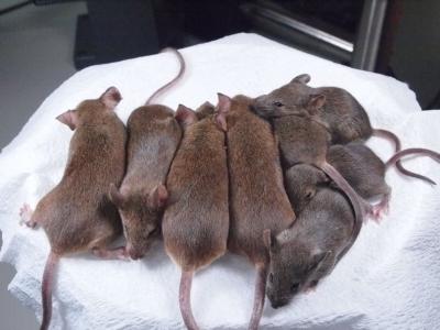 Mouse Clones