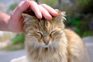 Petting a cat can lead to static electricity