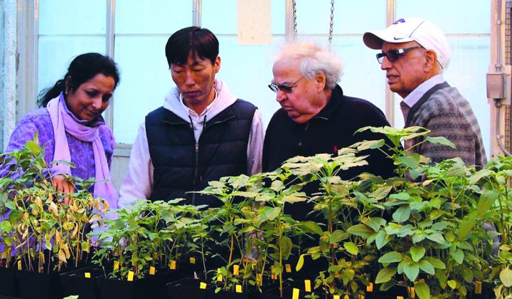 Kansas State University Researchers Make Breakthrough in Glyphosate Resistance in Pigweeds